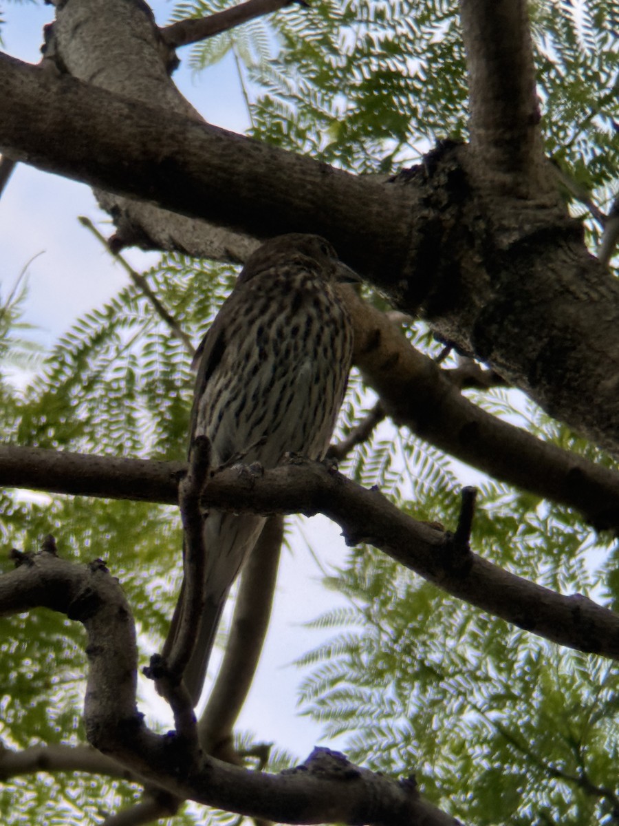 Australasian Figbird - ML646169656