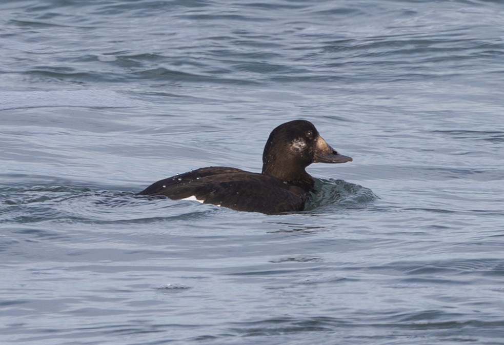 White-winged Scoter - ML646169661