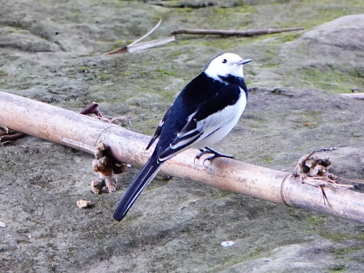 White Wagtail - ML646169672