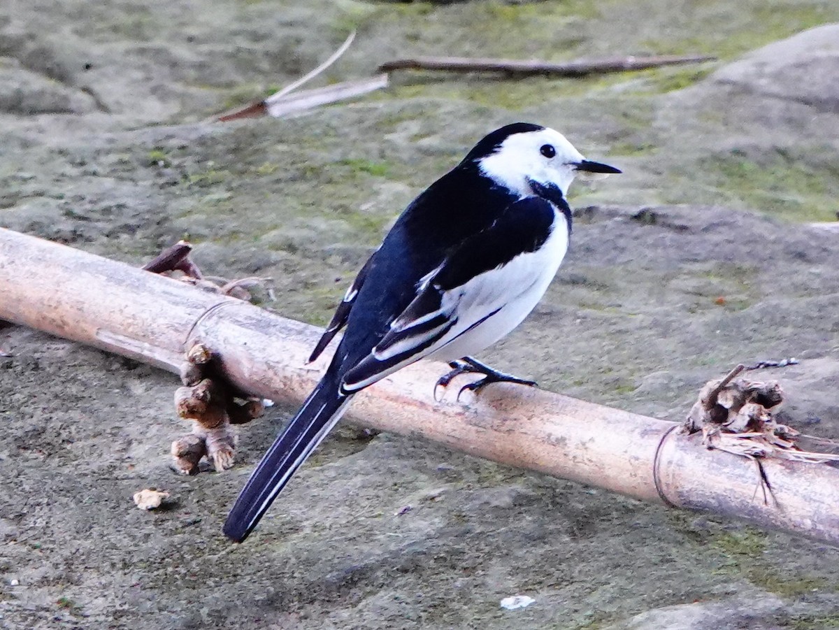 White Wagtail - ML646169673