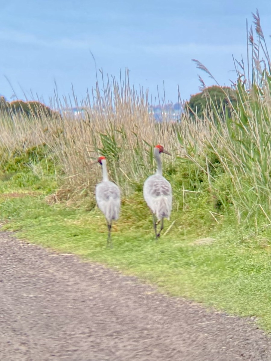 Brolga - ML646169683