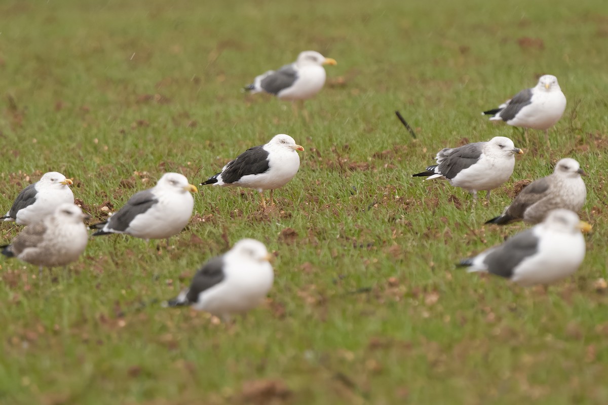 Lesser Black-backed Gull (intermedius) - ML646169684