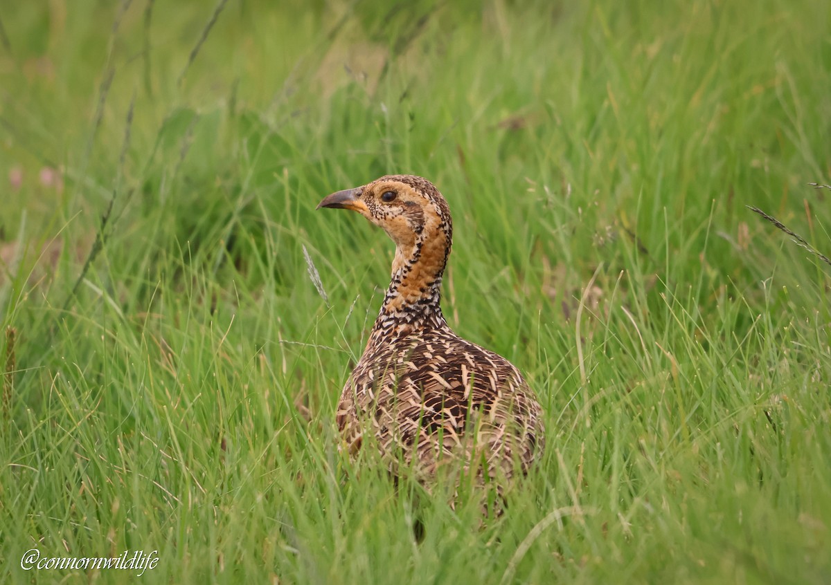 Red-winged Francolin - ML646169690