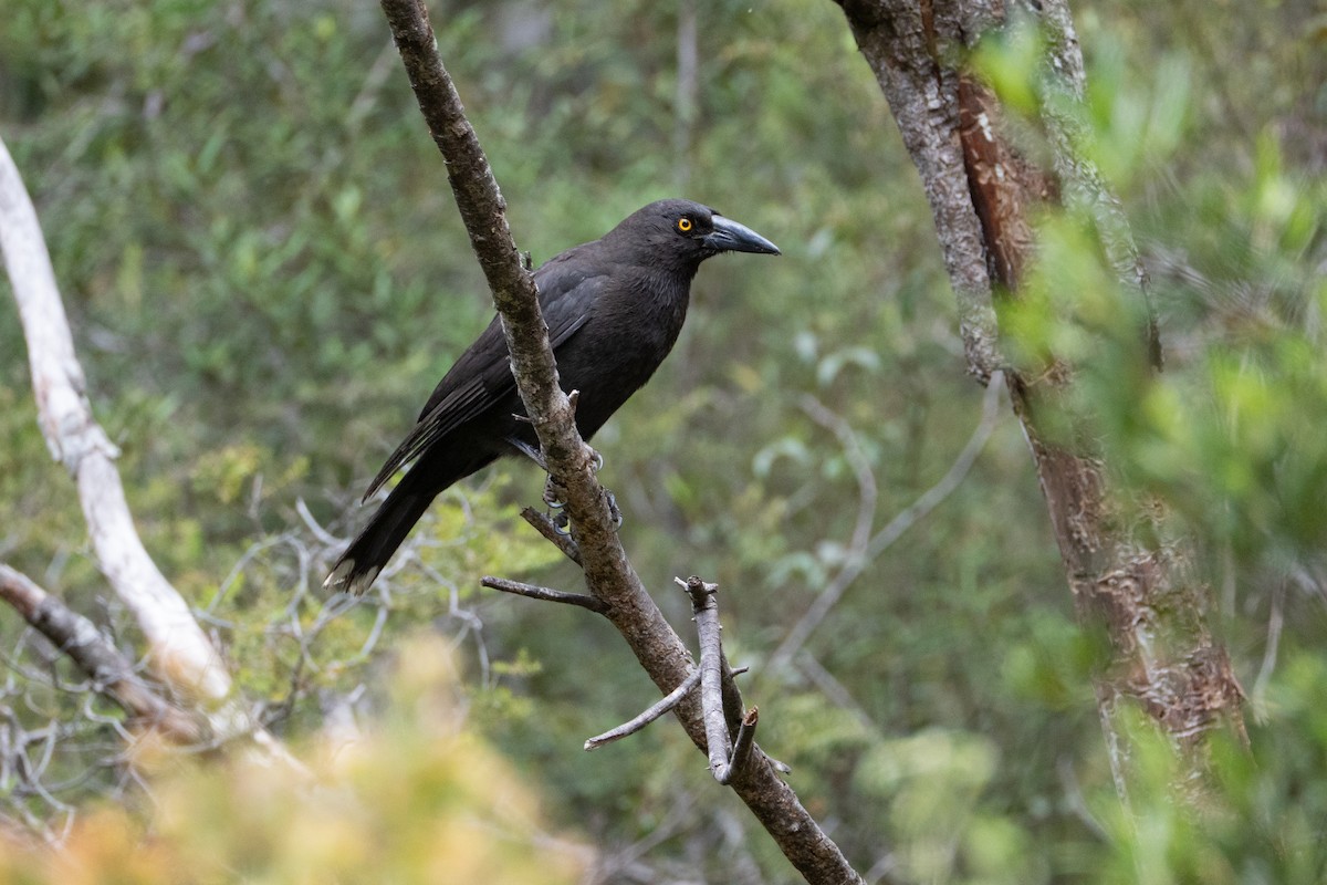 Black Currawong - ML646169692
