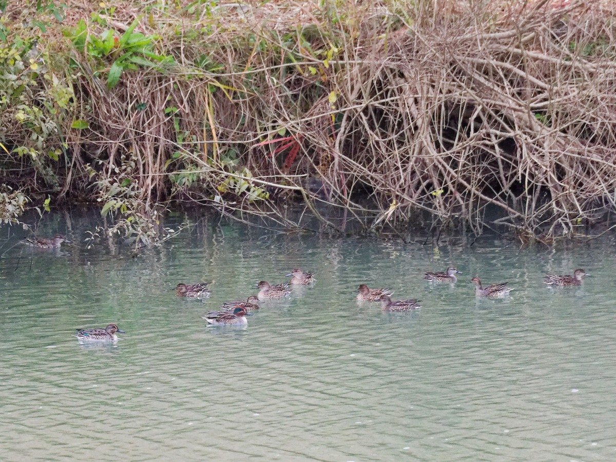 Чирянка мала - ML646169693