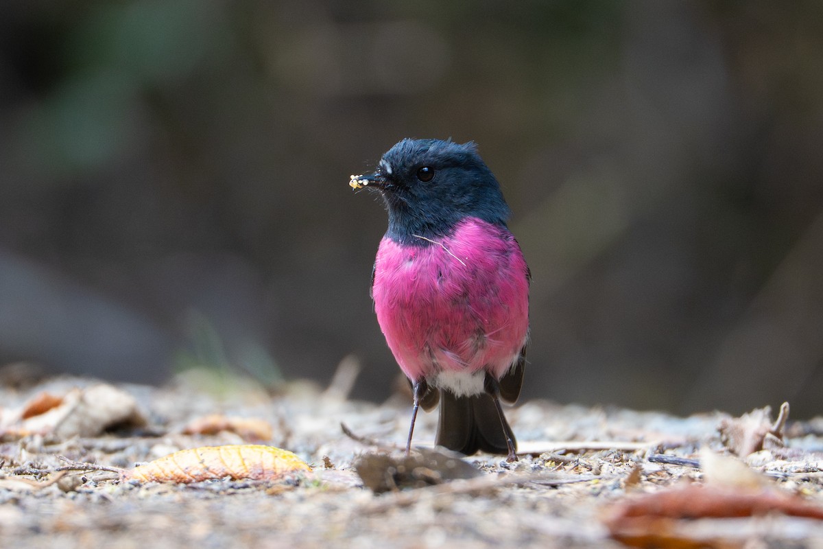 Pink Robin - ML646169694