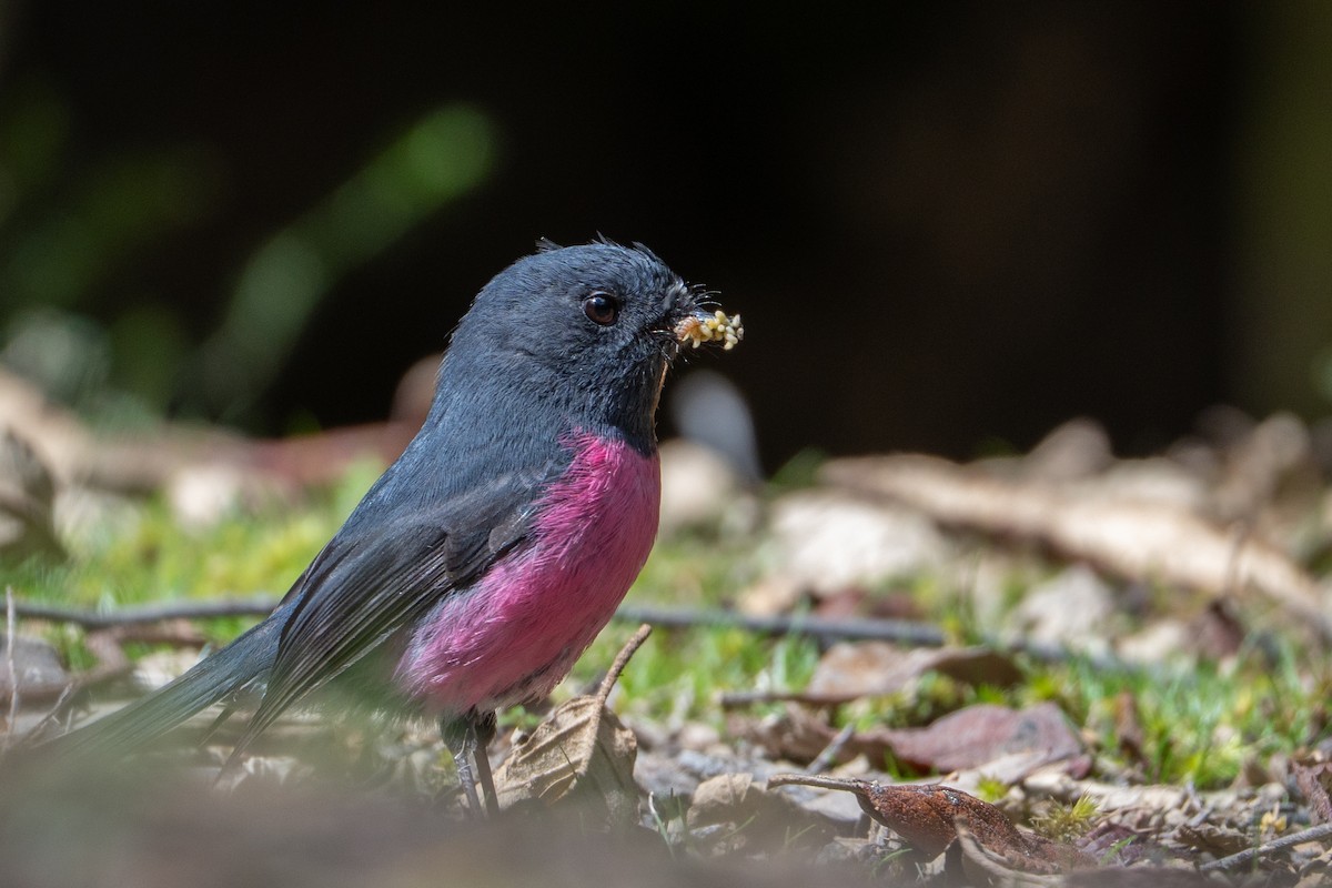 Pink Robin - ML646169695