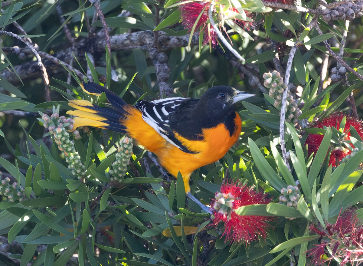Baltimore Oriole - ML646169696