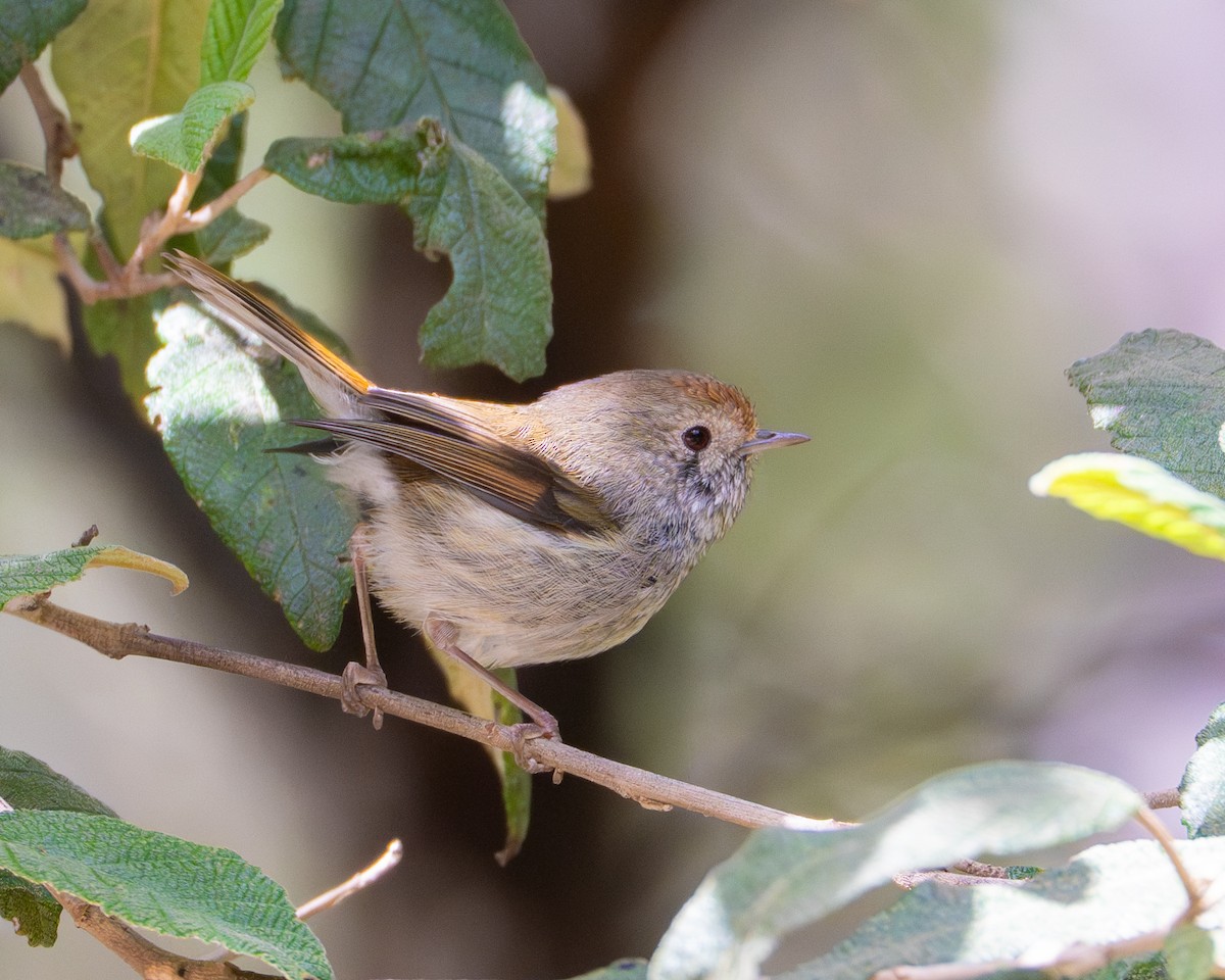 Tasmanian Thornbill - ML646169699