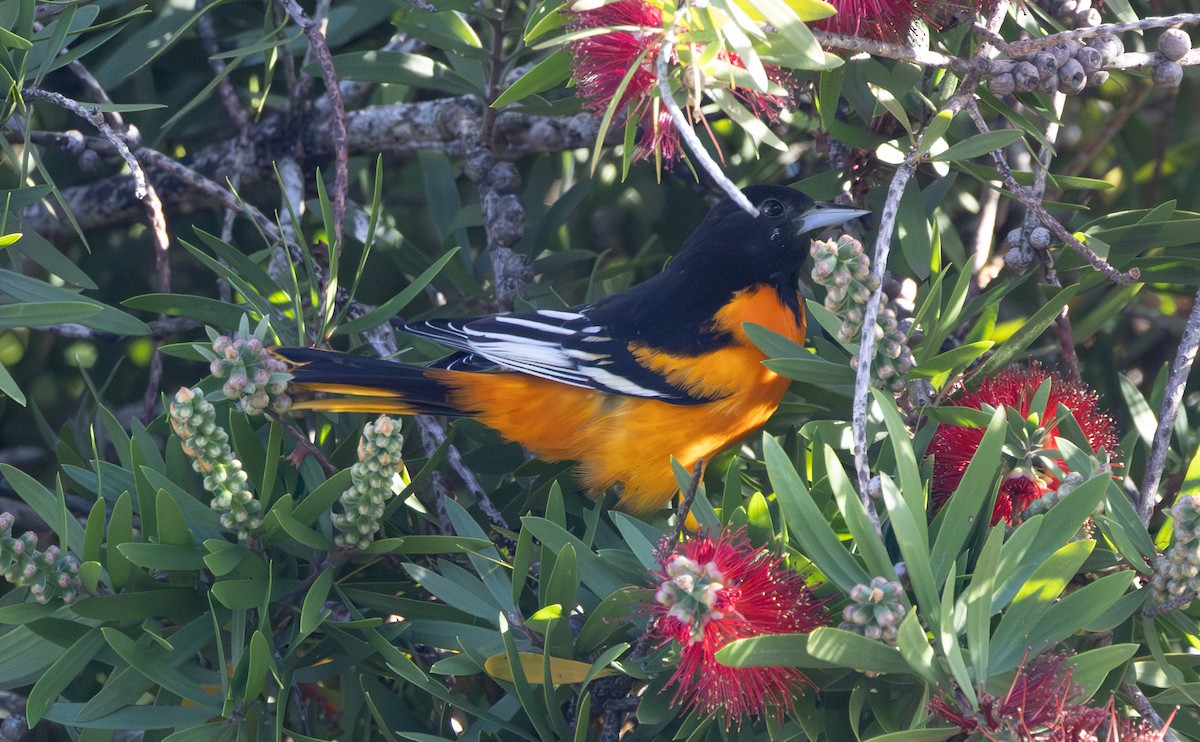 Baltimore Oriole - ML646169706