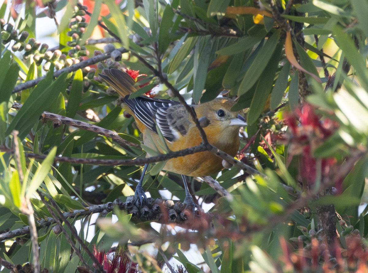 Baltimore Oriole - ML646169715