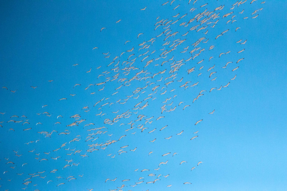 Grue demoiselle - ML646169716