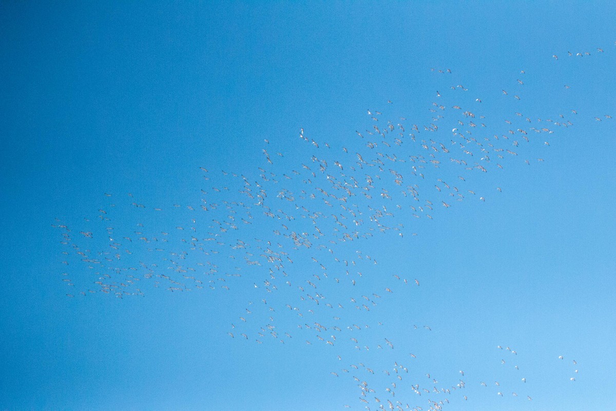 Demoiselle Crane - ML646169717