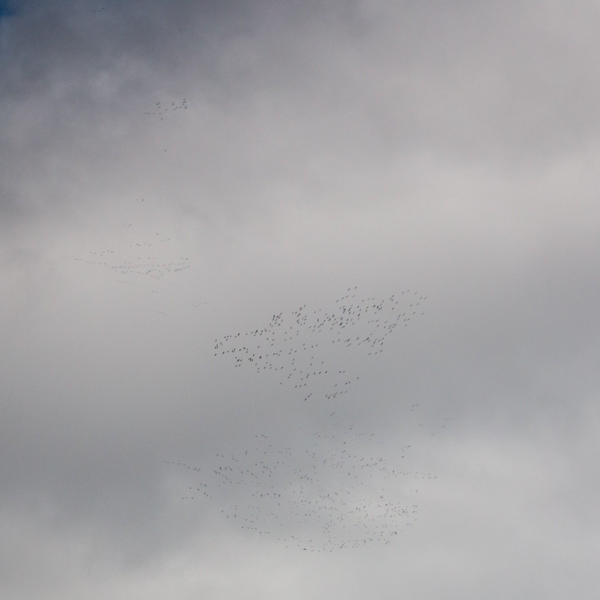 Grue demoiselle - ML646169718