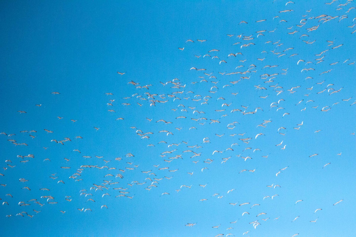 Demoiselle Crane - ML646169719
