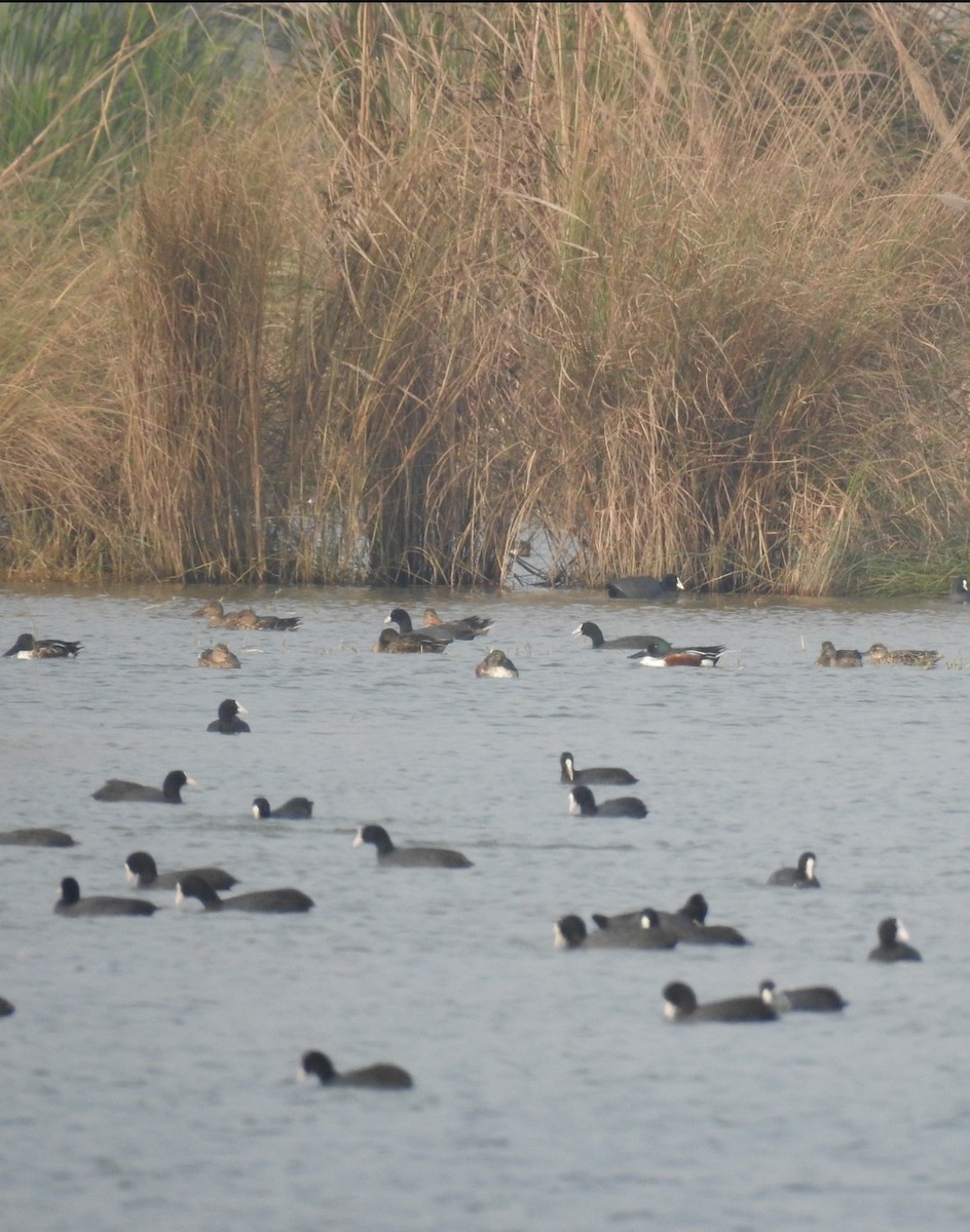 Canard souchet - ML646169720