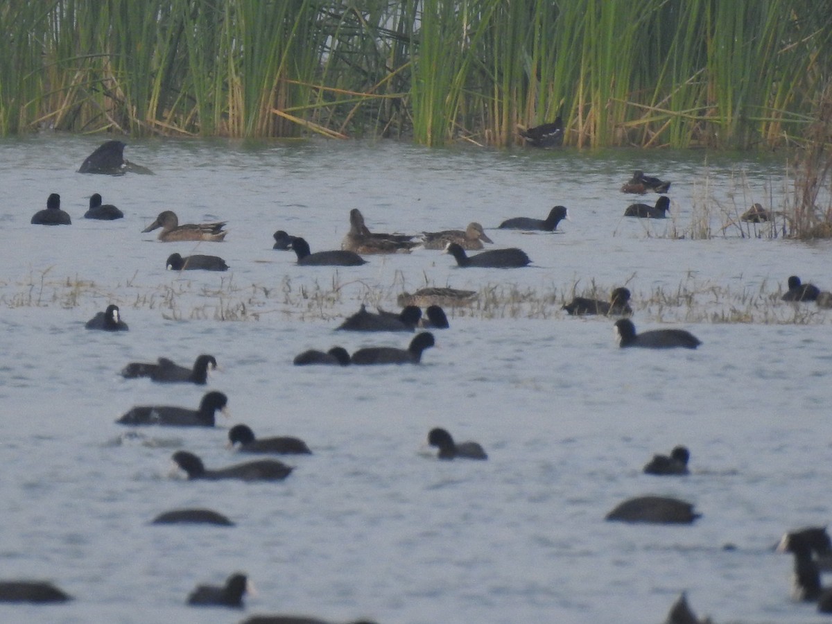 Canard souchet - ML646169721