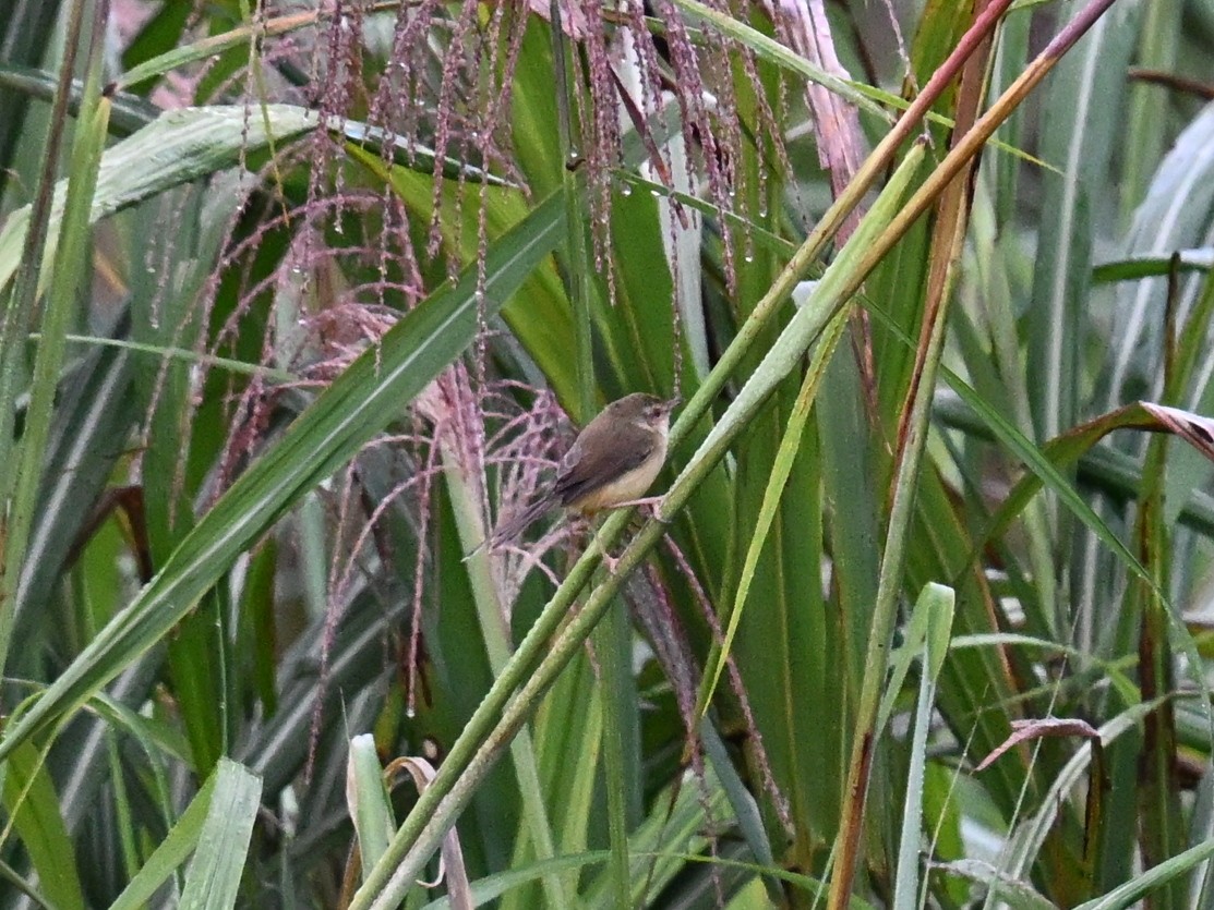 Prinia simple - ML646169722