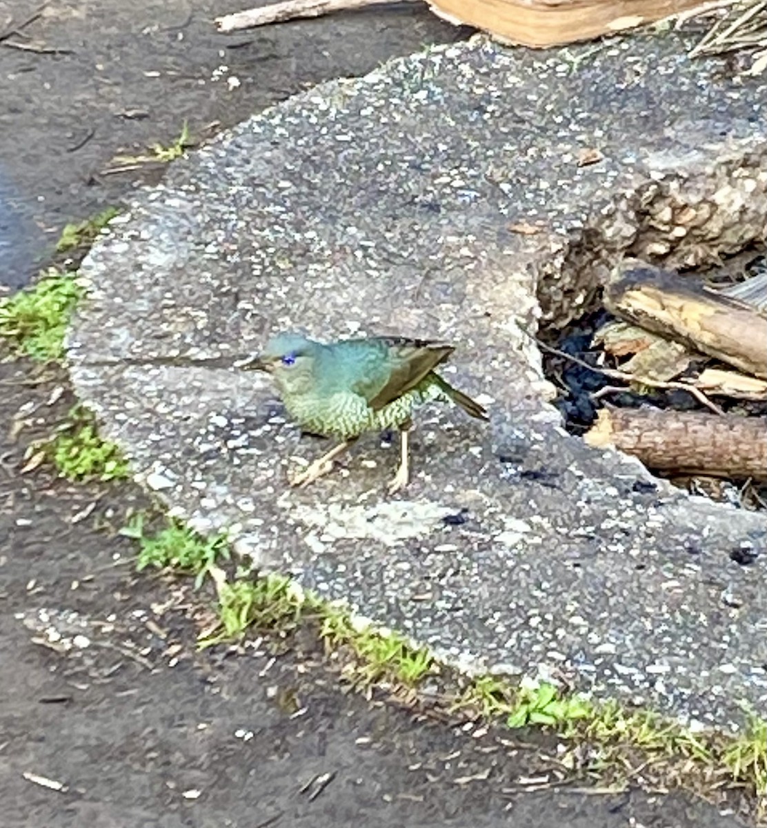 Jardinier satiné - ML646169725