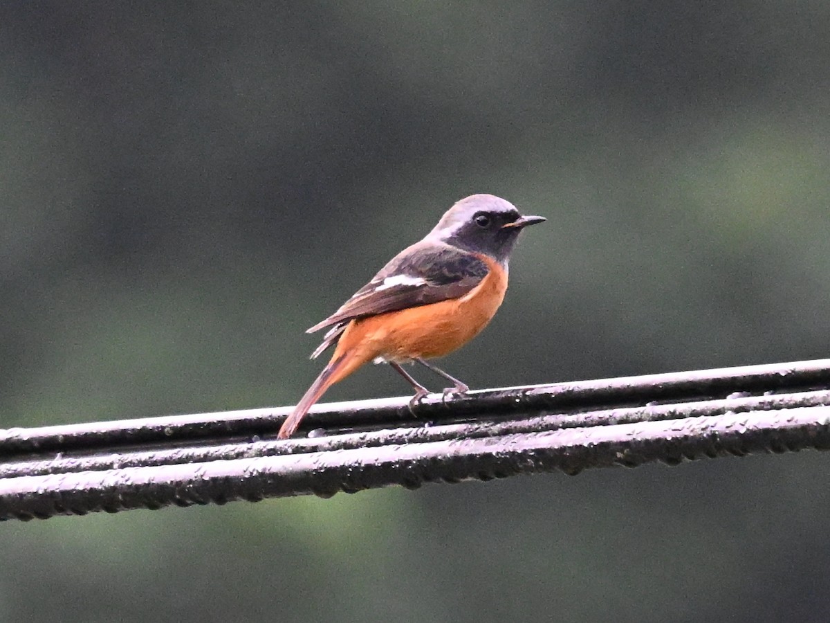 Rougequeue aurore - ML646169726