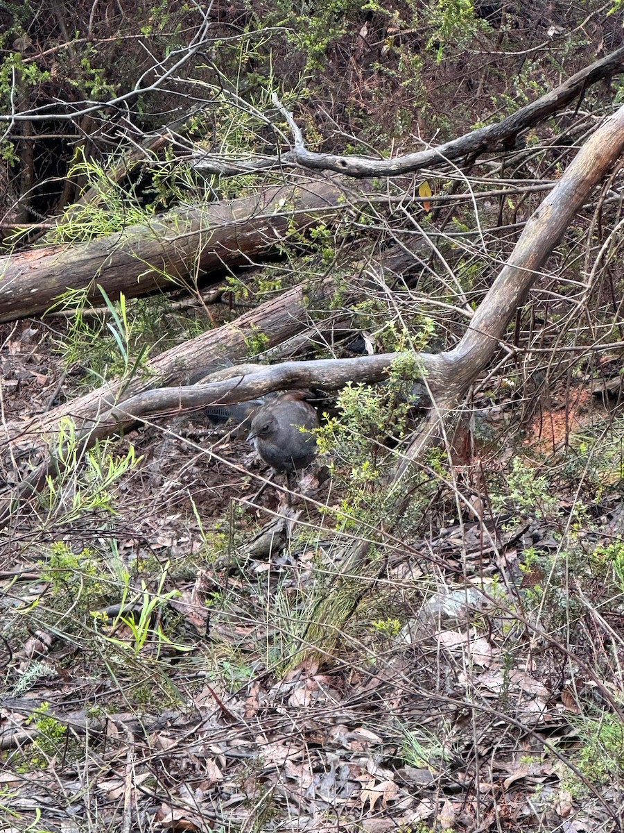 Ménure superbe - ML646169728