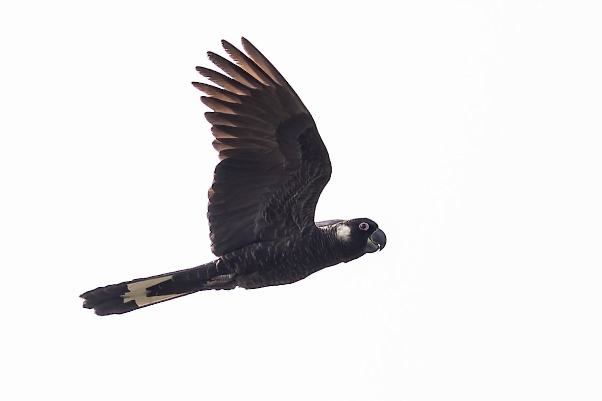 Cacatoès à rectrices blanches - ML646169730