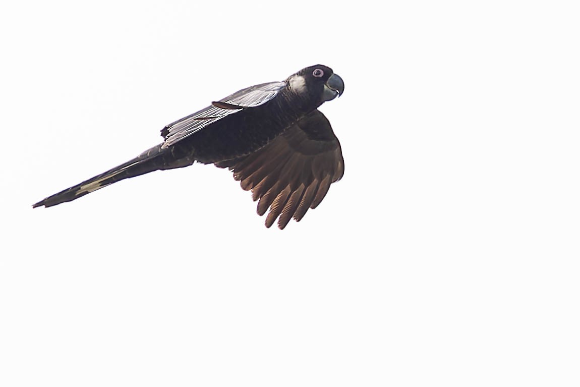Cacatoès à rectrices blanches - ML646169731
