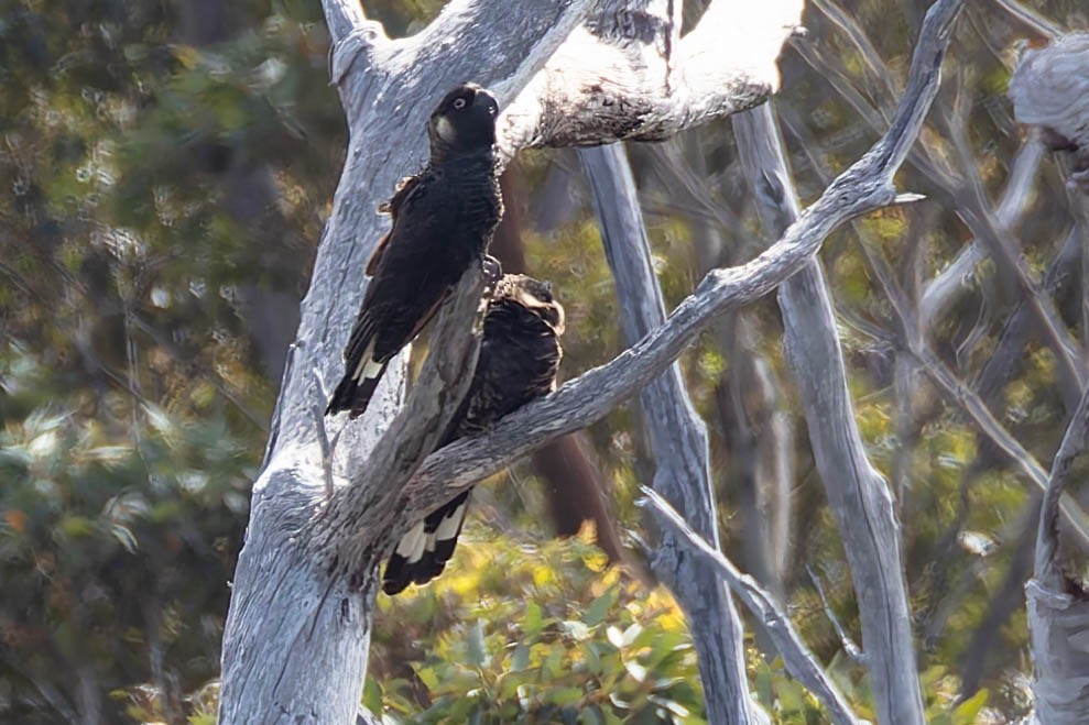Cacatoès de Baudin - ML646169732
