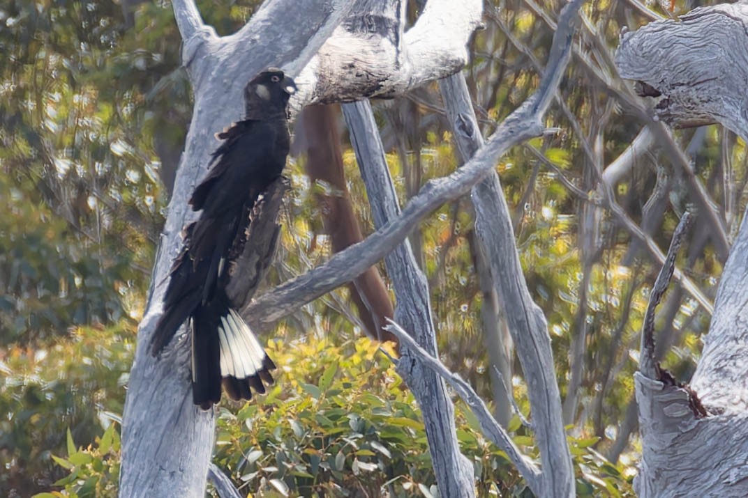 Cacatoès de Baudin - ML646169733