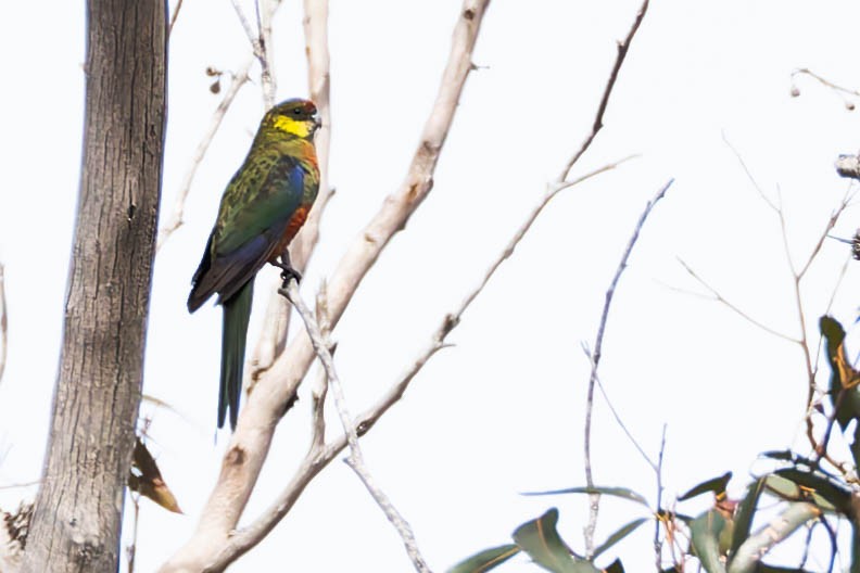 Perruche à oreilles jaunes - ML646169734
