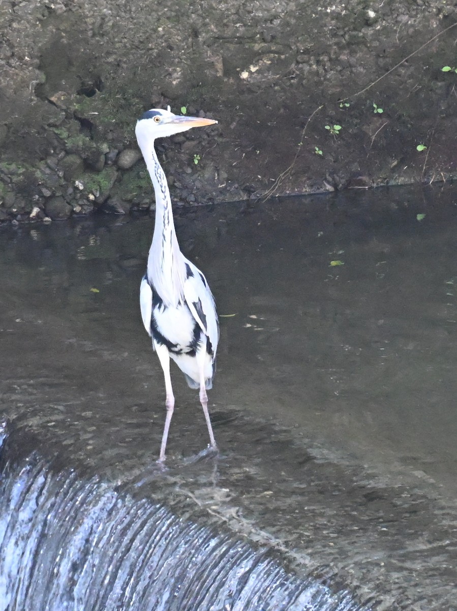 Héron cendré - ML646169737