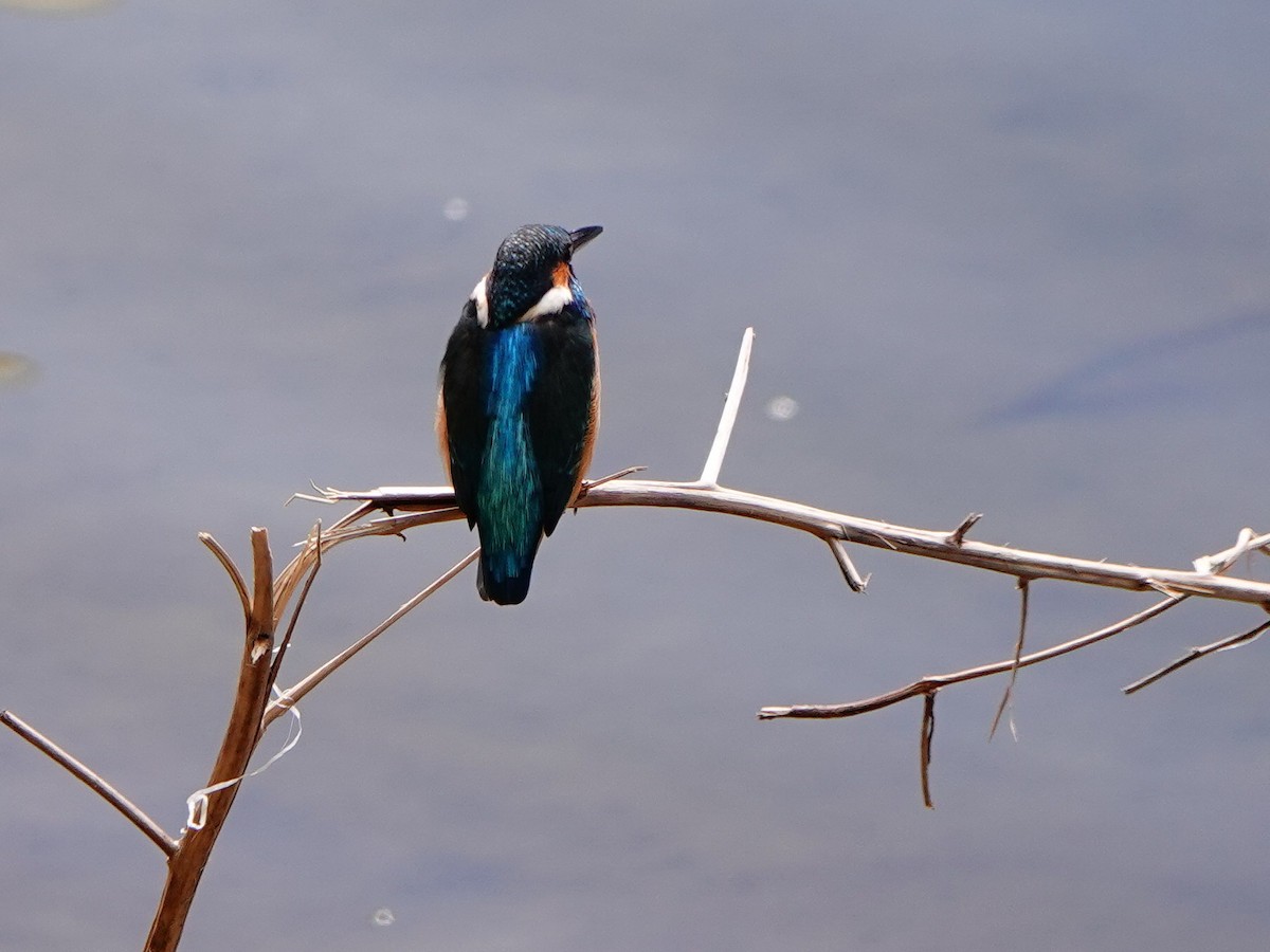 Martin-pêcheur d'Europe - ML646169738