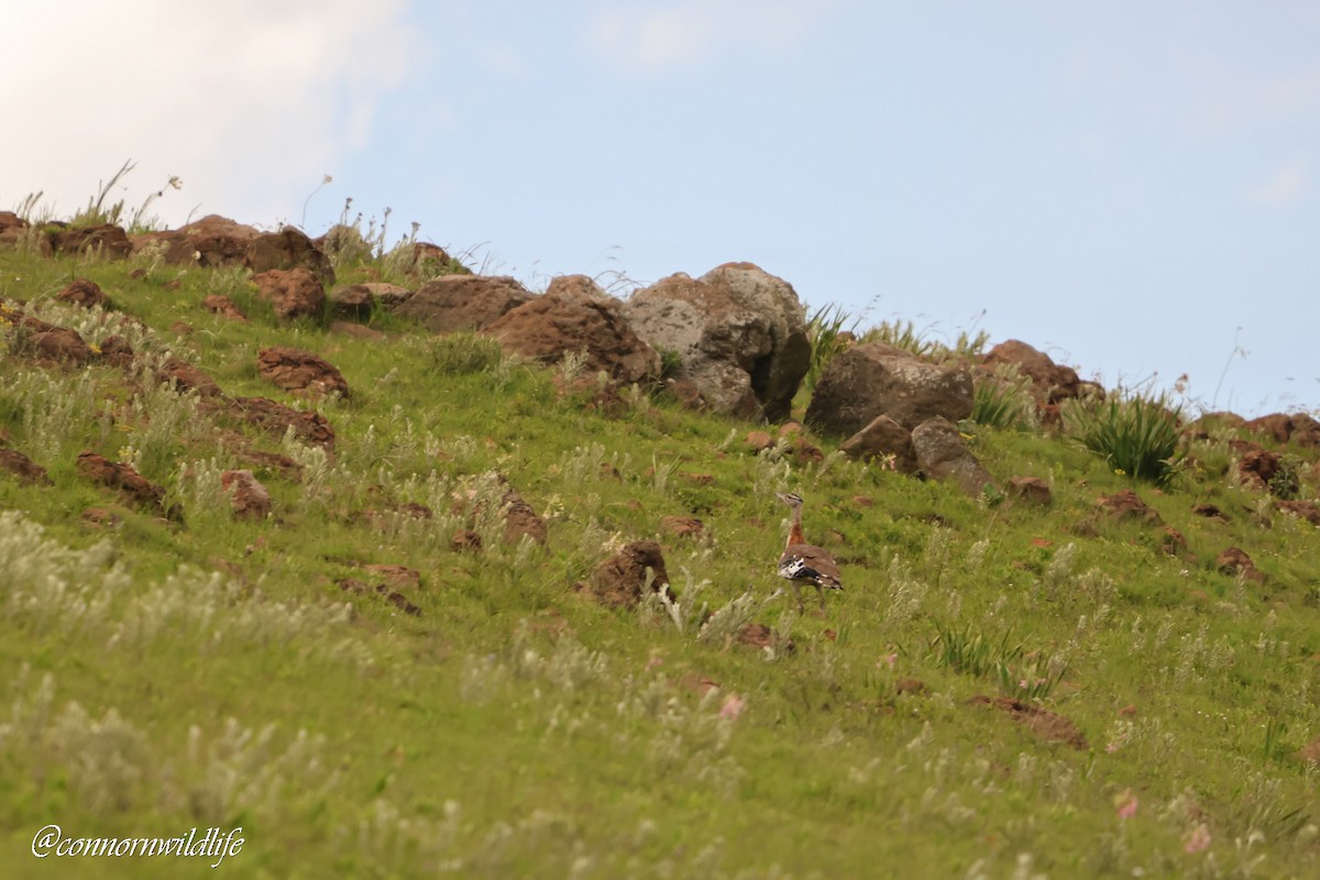 Outarde de Denham (stanleyi) - ML646169739