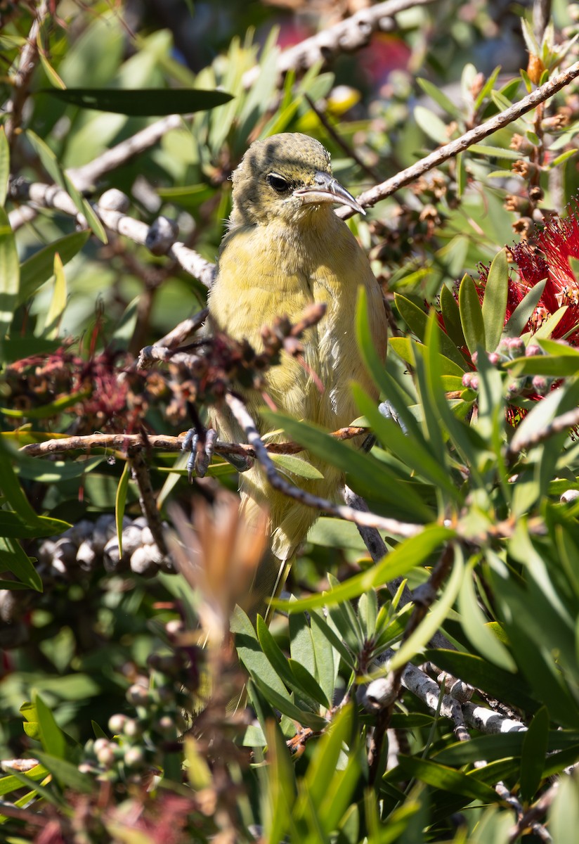 Hooded Oriole - ML646169740