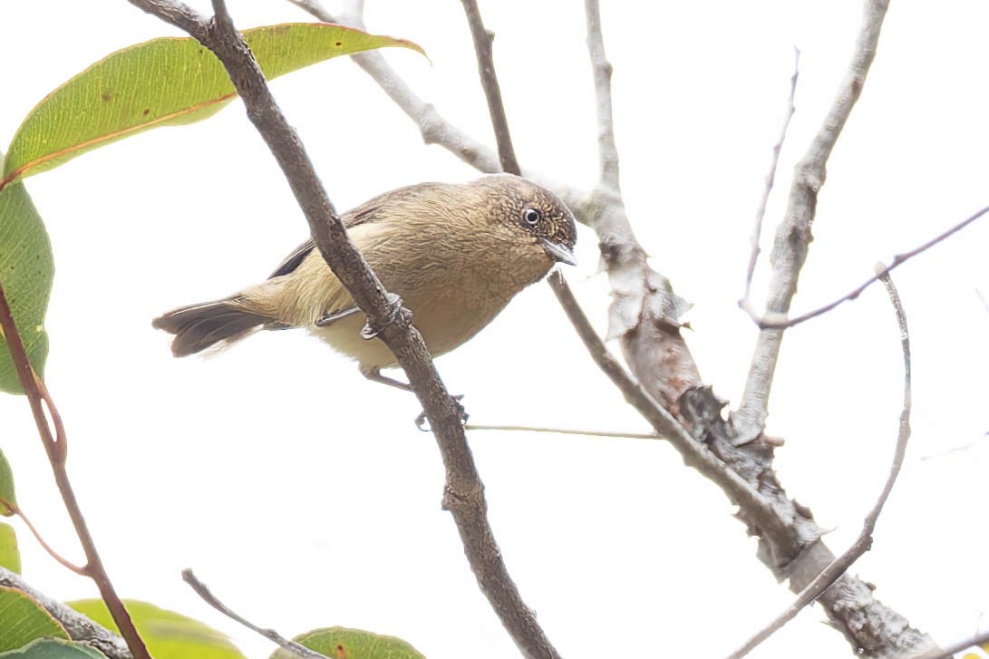 Acanthize sobre - ML646169741