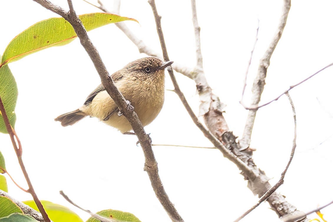 Acanthize sobre - ML646169742