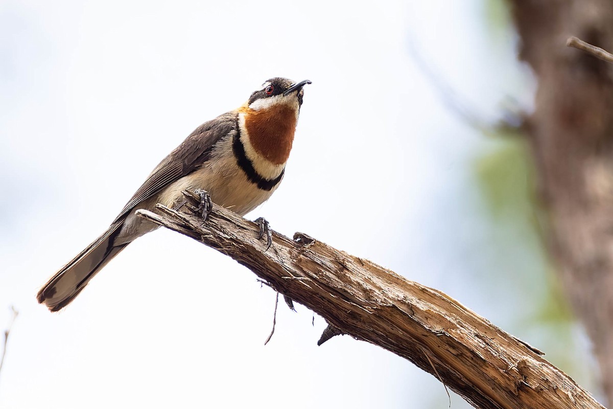 Méliphage festonné - ML646169743