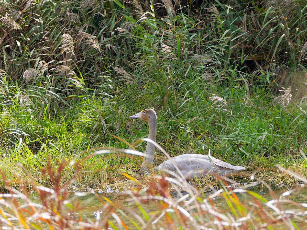 Cygne chanteur - ML646169745