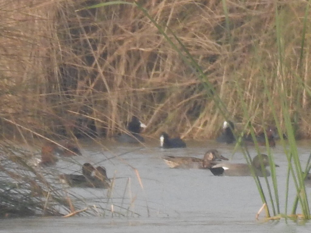 Canard chipeau - ML646169747