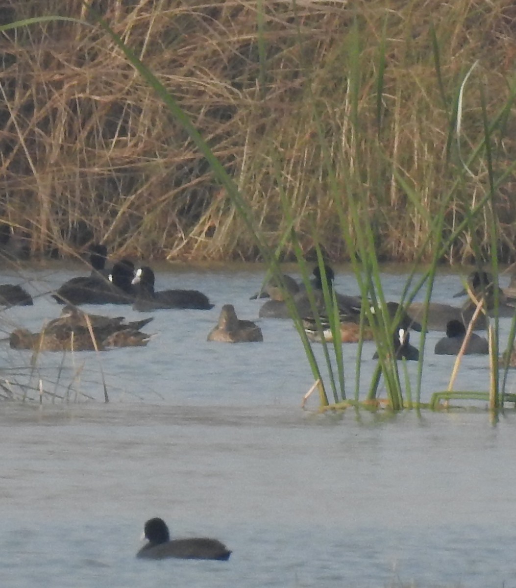 Canard chipeau - ML646169748