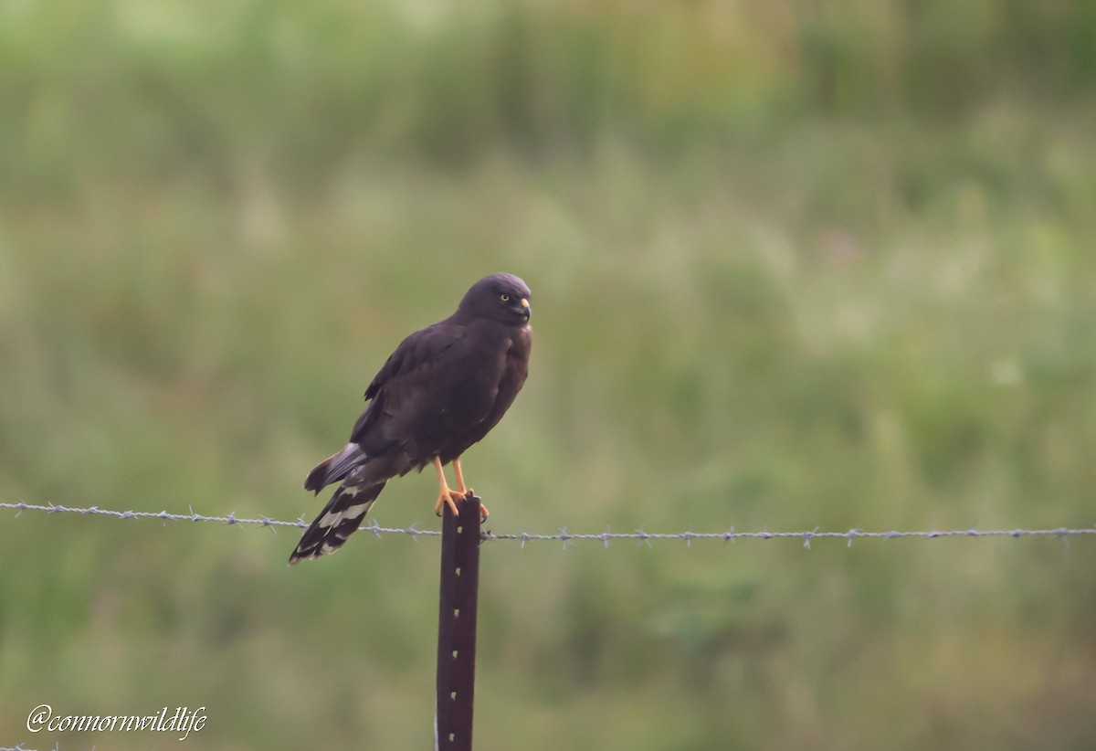 Busard maure - ML646169750