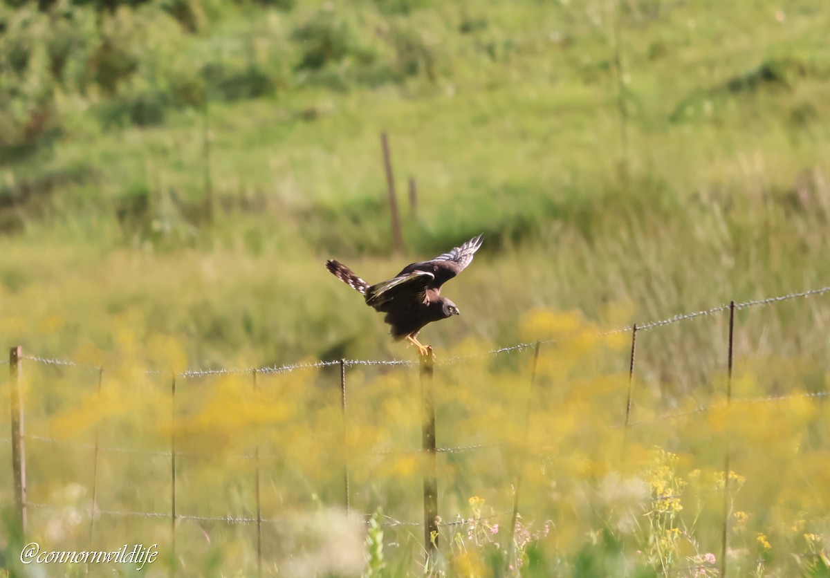 Busard maure - ML646169751