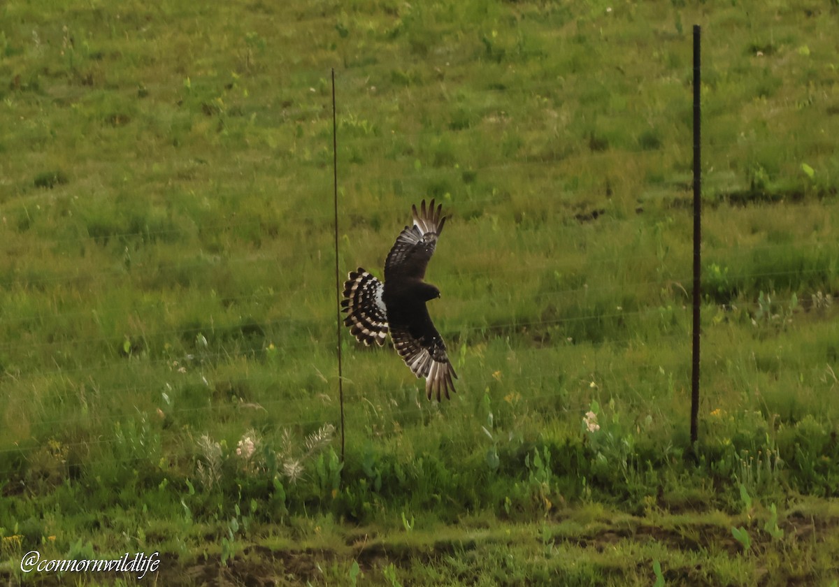 Busard maure - ML646169752