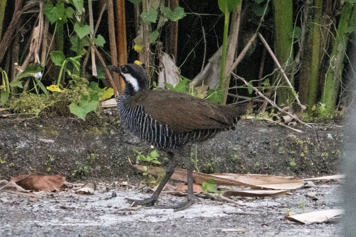 Râle à collier - ML646169753