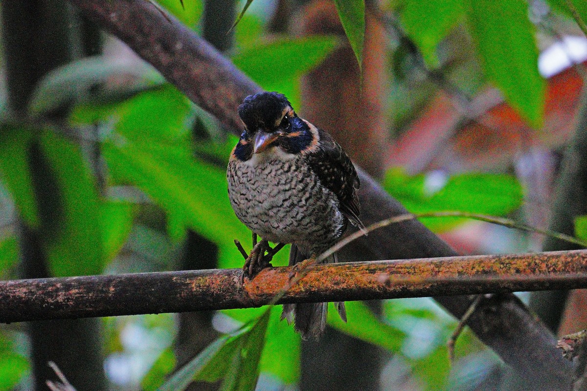 Martin-chasseur royal - ML646169755