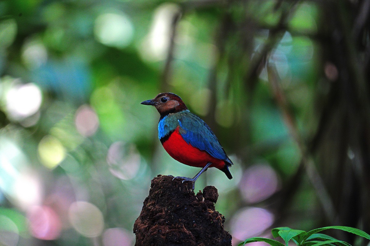 Brève des Célèbes - ML646169756