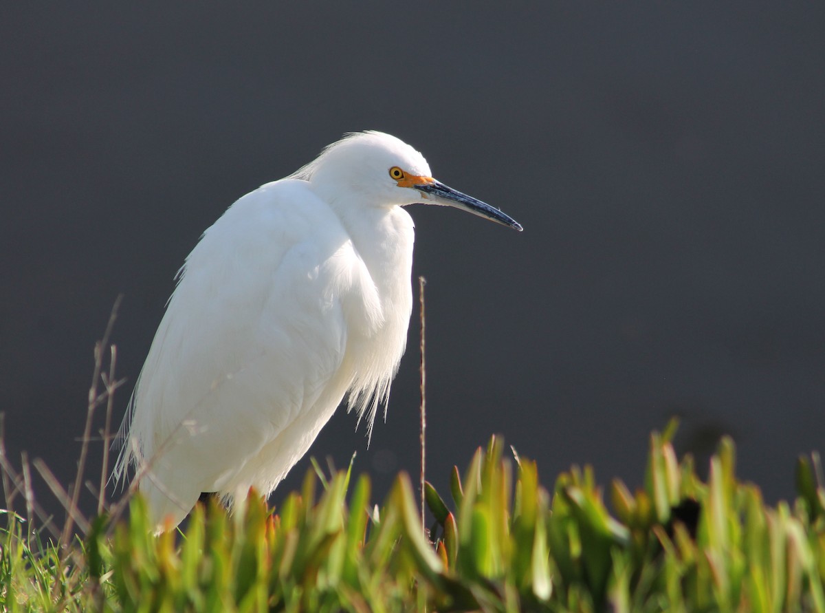 Snowy Egret - ML646169760
