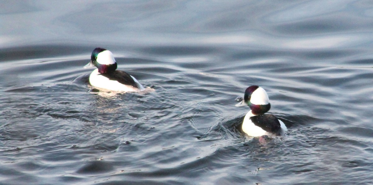 Bufflehead - ML646169765
