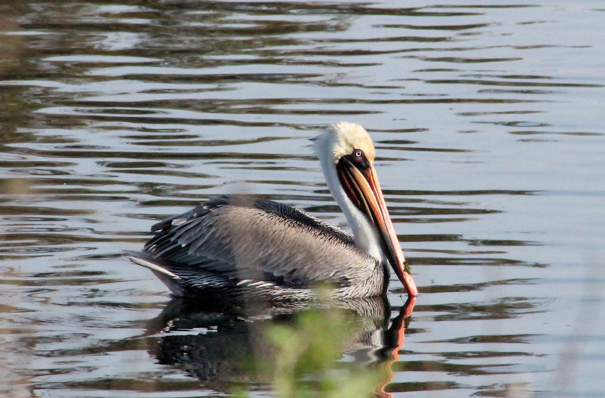 Brown Pelican - ML646169766