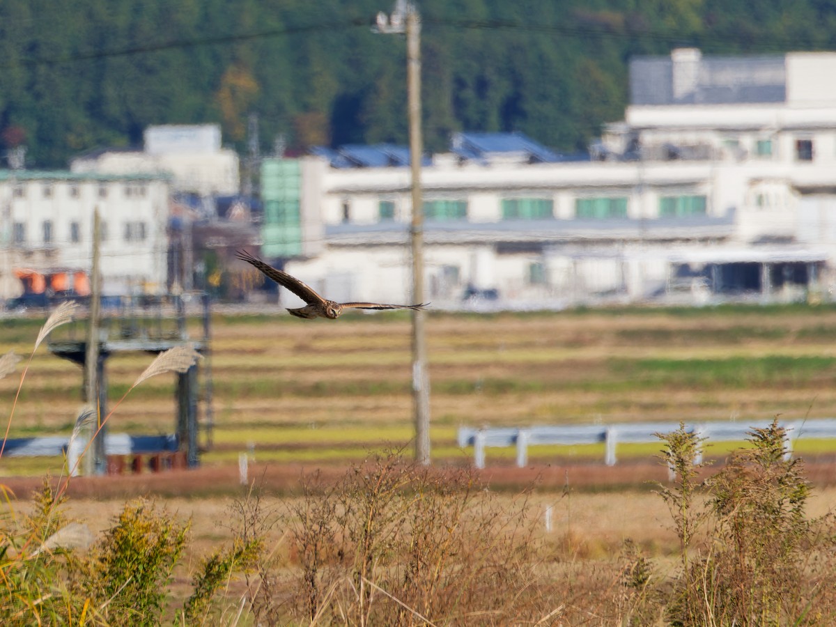 Лунь польовий - ML646169767